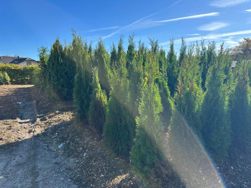 Hydro Saat